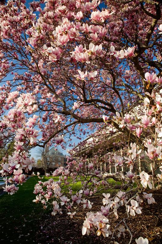 Magnolia Tree in front of education building in spring